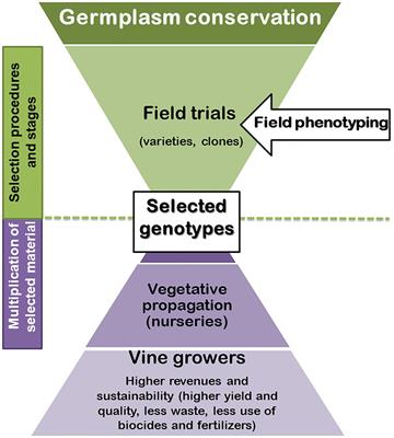 Potential Phenotyping Methodologies to Assess Inter- and Intravarietal Variability and to Select Grapevine Genotypes Tolerant to Abiotic Stress